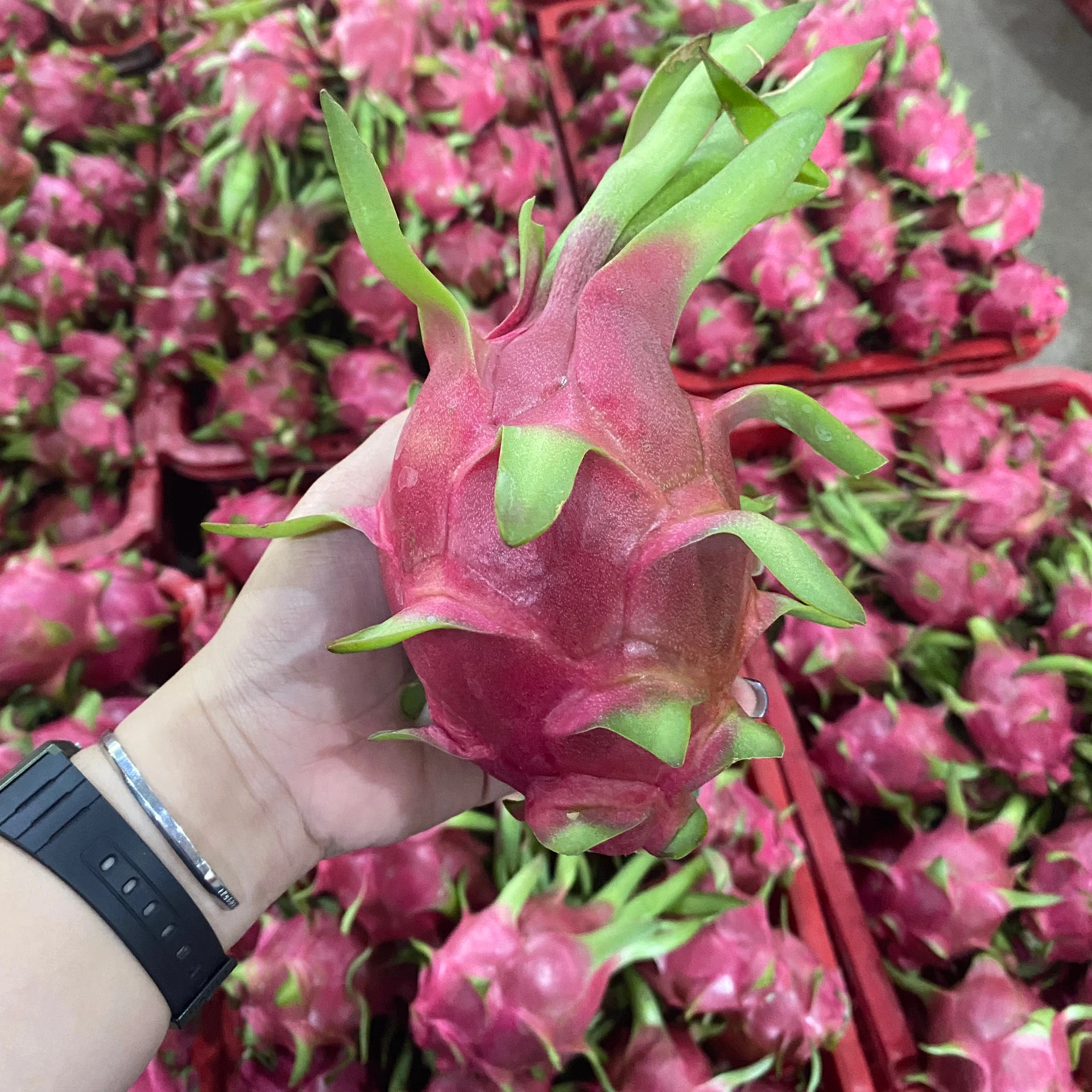 Вьетнамский Свежий фрукт красного дракона/поставщик органических фруктов дракона