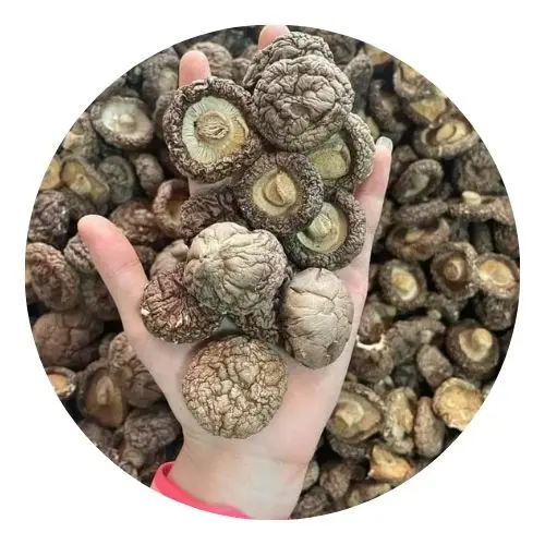 Dried Shiitake Mushroom Fungus Stem/ Wholesale Shiitake Mushroom from Vietnam with The Best Price Ms. Lily +84 906 927 736