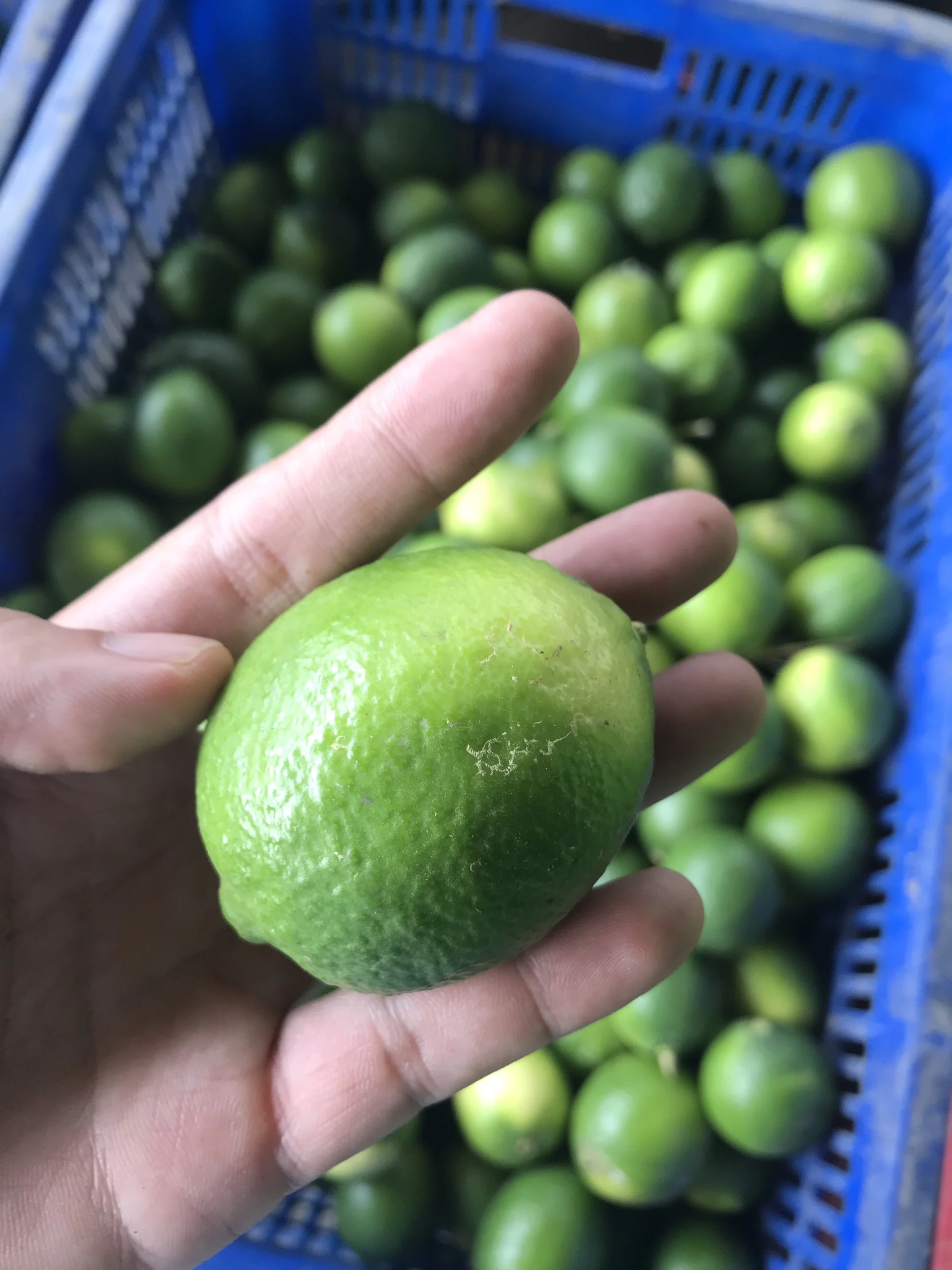 Fresh Seedless Lemon Lime Wholesale Fruits From Vietnam - Whatsapp 0084 989 322 607
