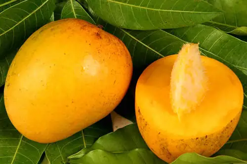 Best Quality Alphanso kesar totapuri banganpalli mango pulp Wholesale Mangos Fruit Sweet Pulp Green Tropical Mango Style