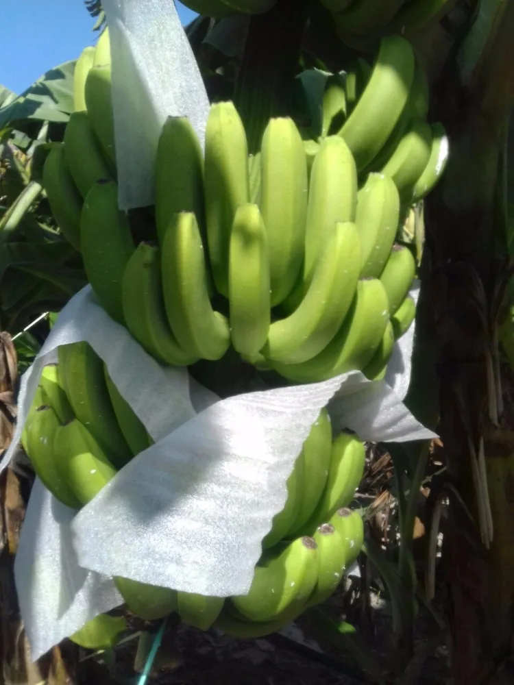  2021 EXPORT QUALITY CAVENDISH
