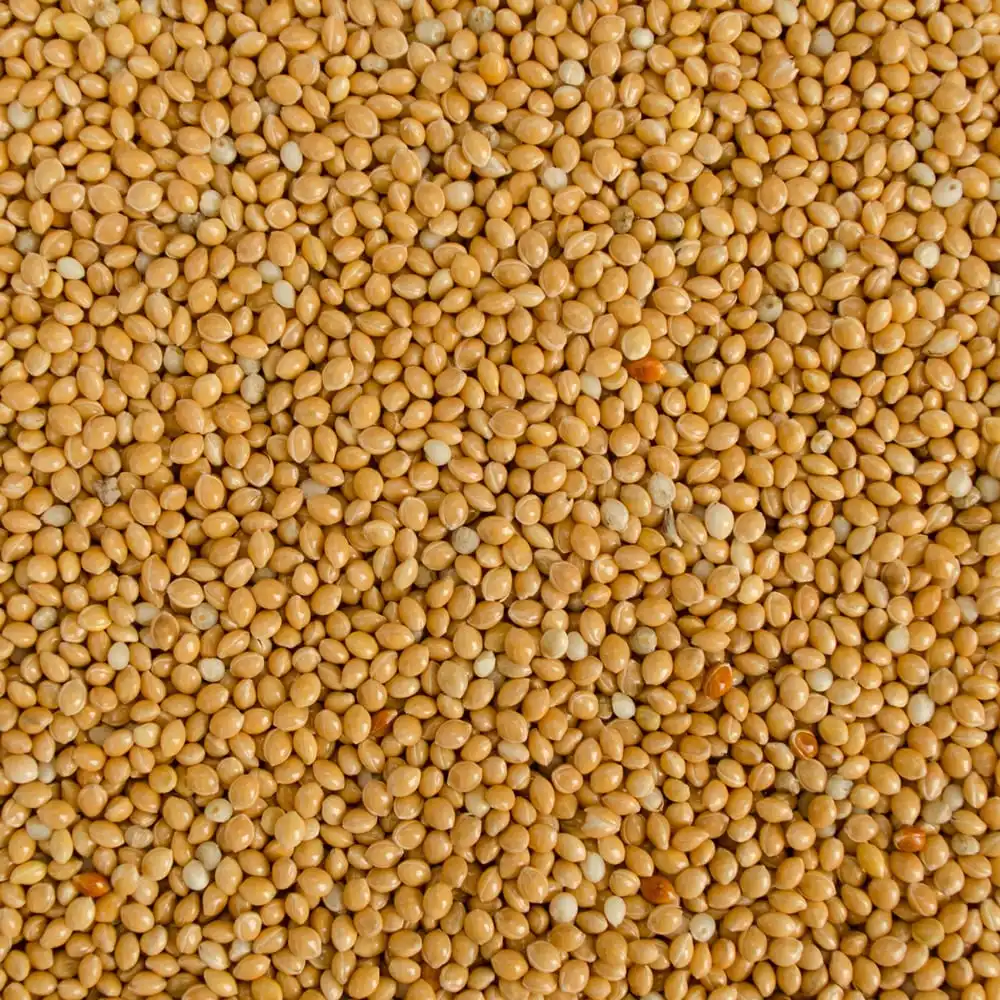 
glutinous millet 