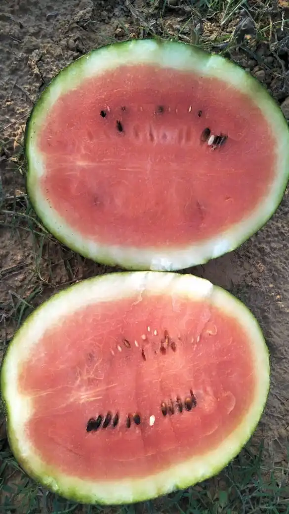 
Fresh Watermelon Style Weight Water 