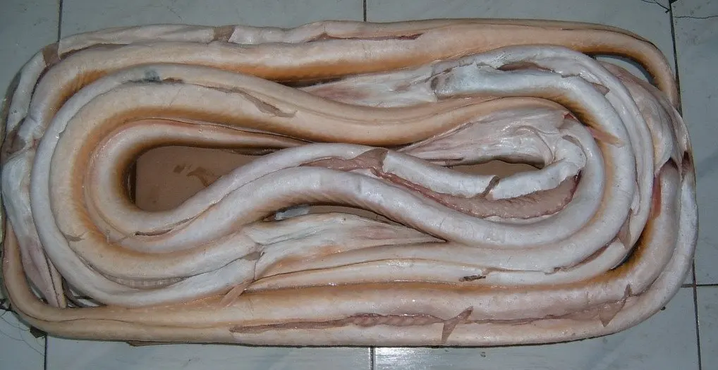 Cheap Price Frozen Yellow Pike Conger Eel Seafood Indonesia