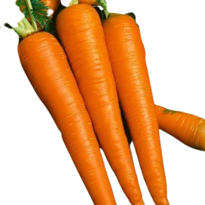 Натуральные овощи высокого качества Вьетнам-свежий натуральный вкус моркови
