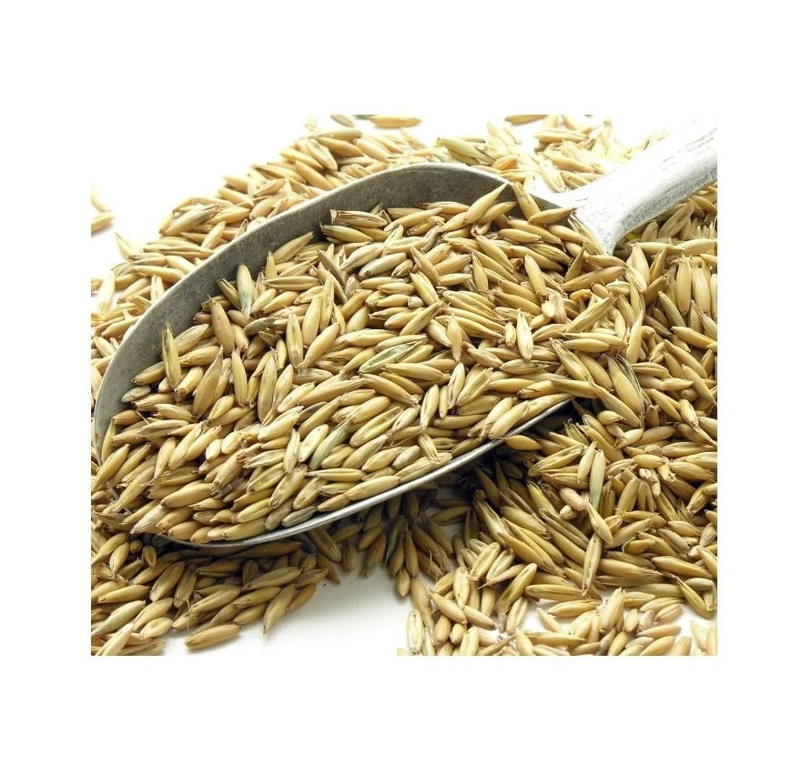 
Premium quality oats grain in bulk, wholesale prices 