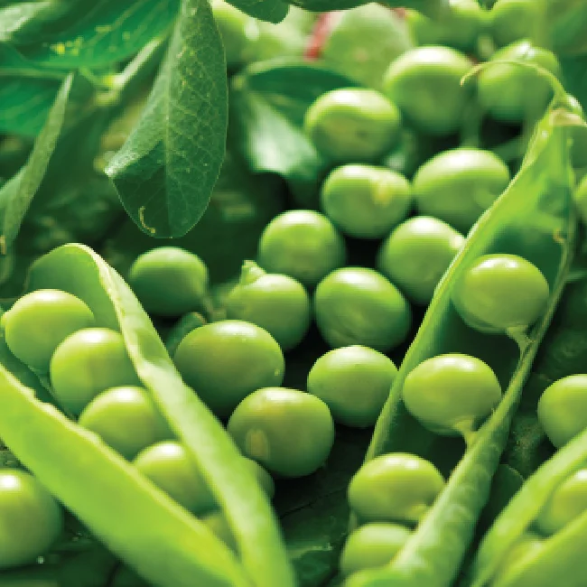 Vietnam supplier 100% fresh ingredients Peas 500g