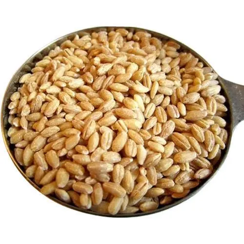 Whole Wheat For Processing Wheat Grains for Multi Purpose Available at Best Wholesale Rate