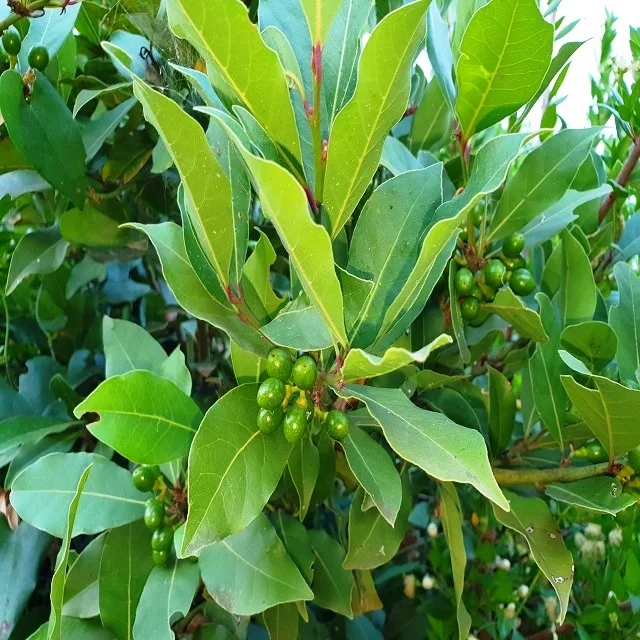 Laurel Berry Oil from Turkey 100 % Pure