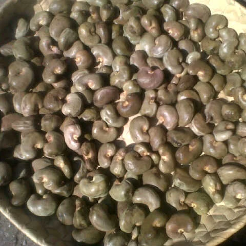
CASHEW NUT FROM INDONESIA IS GOOD PRICE AND QUALITY 