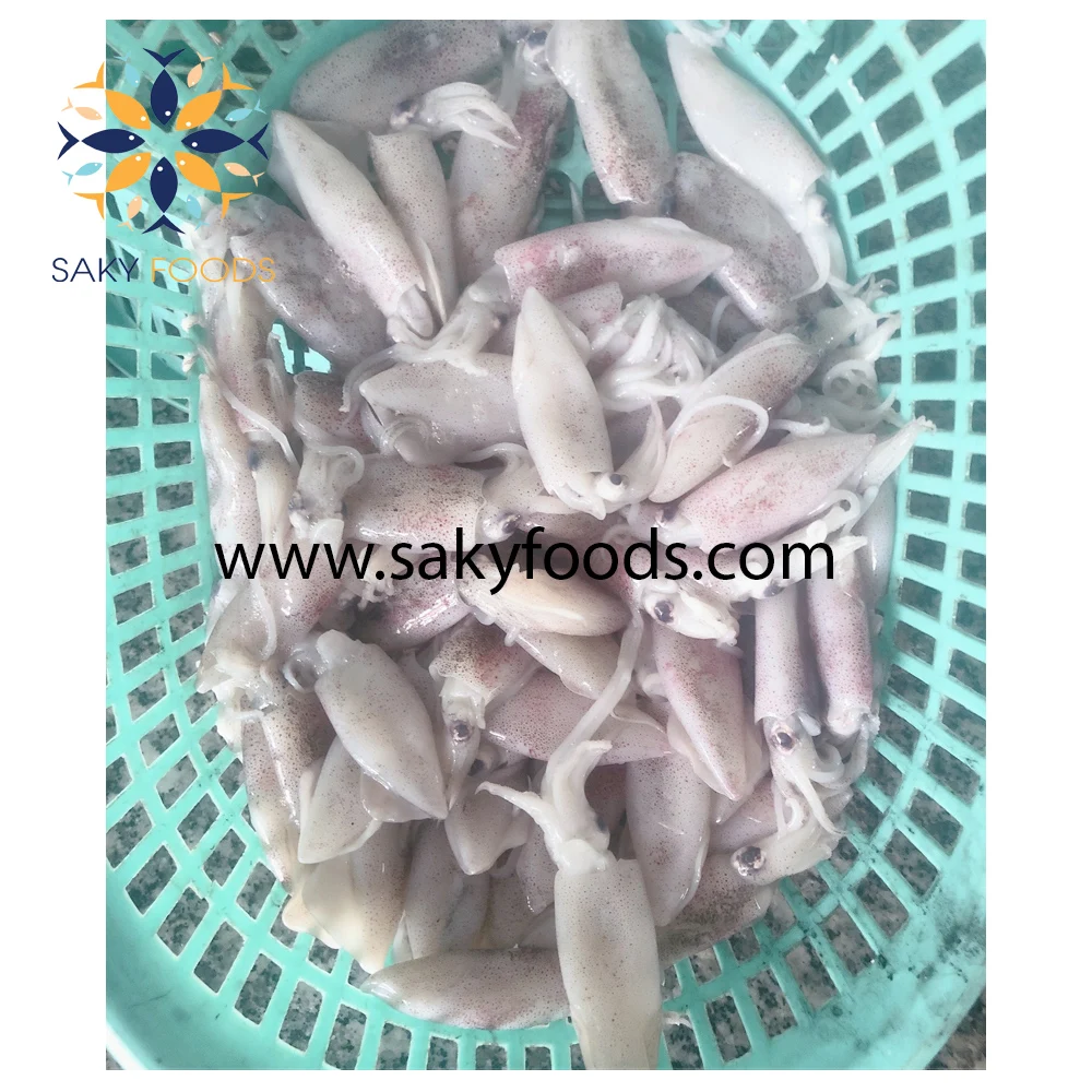 HIGH QUALITY GOOD PRICE FROZEN LOLIGO SQUID FOR  EXPORTED QUALITY