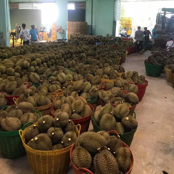 
Fresh Durians Vietnam for export with BEST PRICE FOR EXPORT 
