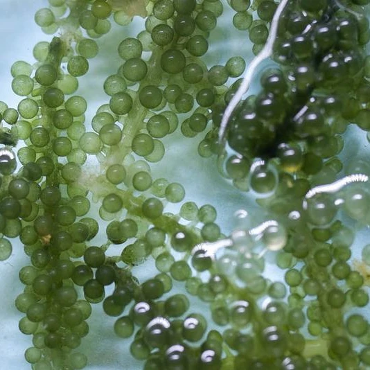 Натуральный морской виноград/органические вьетнамские деликатные водоросли/маринированные в соленой воде-Ms.Donna 84-896674503