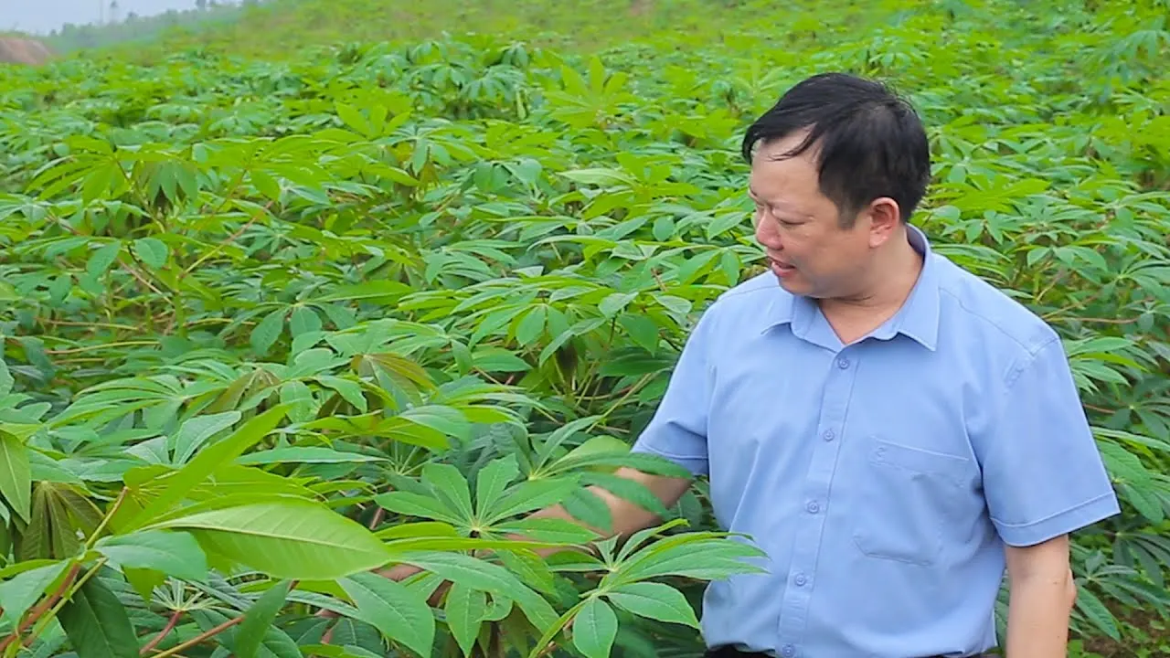Natural Cassava Farm With Best Price In Vietnam - Ms. Elaine +84 375 431 541