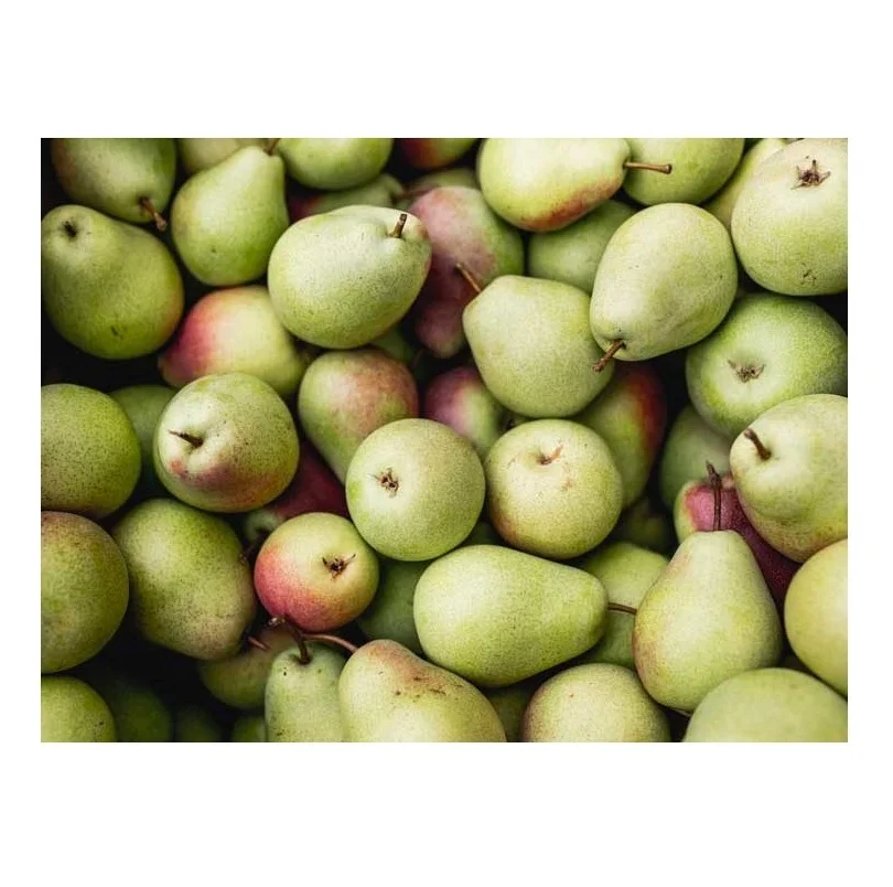 Fresh Fruit Pears Available at Cheapest Price In Bulk Fresh Stock