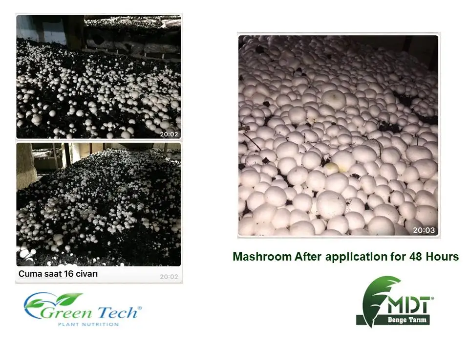 Green Tech Organo-Max - Liquid Fertilizer - Organic Liquid Fertilizer -Vegetable Origin Liquid Organic Fertilizer