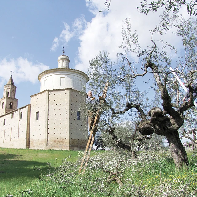 Top Quality Italian Red Wine - TALAMONTI KUDOS Wood Box - 900cl italian wine alcoholic beverage