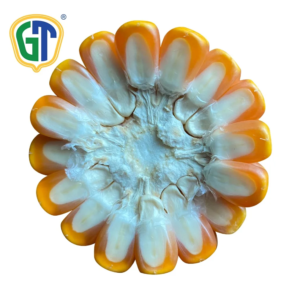 
Seeds for Vegetables Medium Yellow Red Hybrid Corn Seeds GT822 From Thailand 
