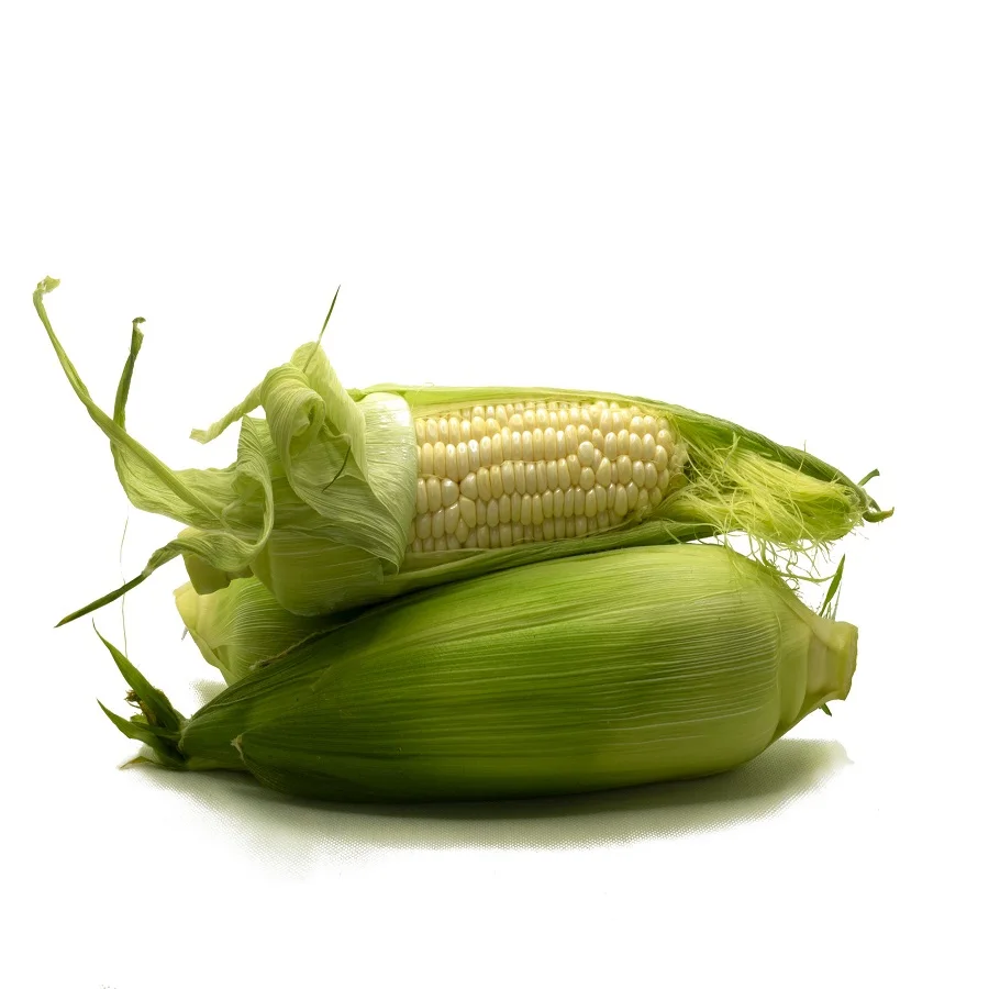 
White Corn / Maize for Human & Animal Feed 