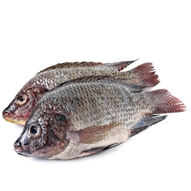 whole-tilapia.jpg