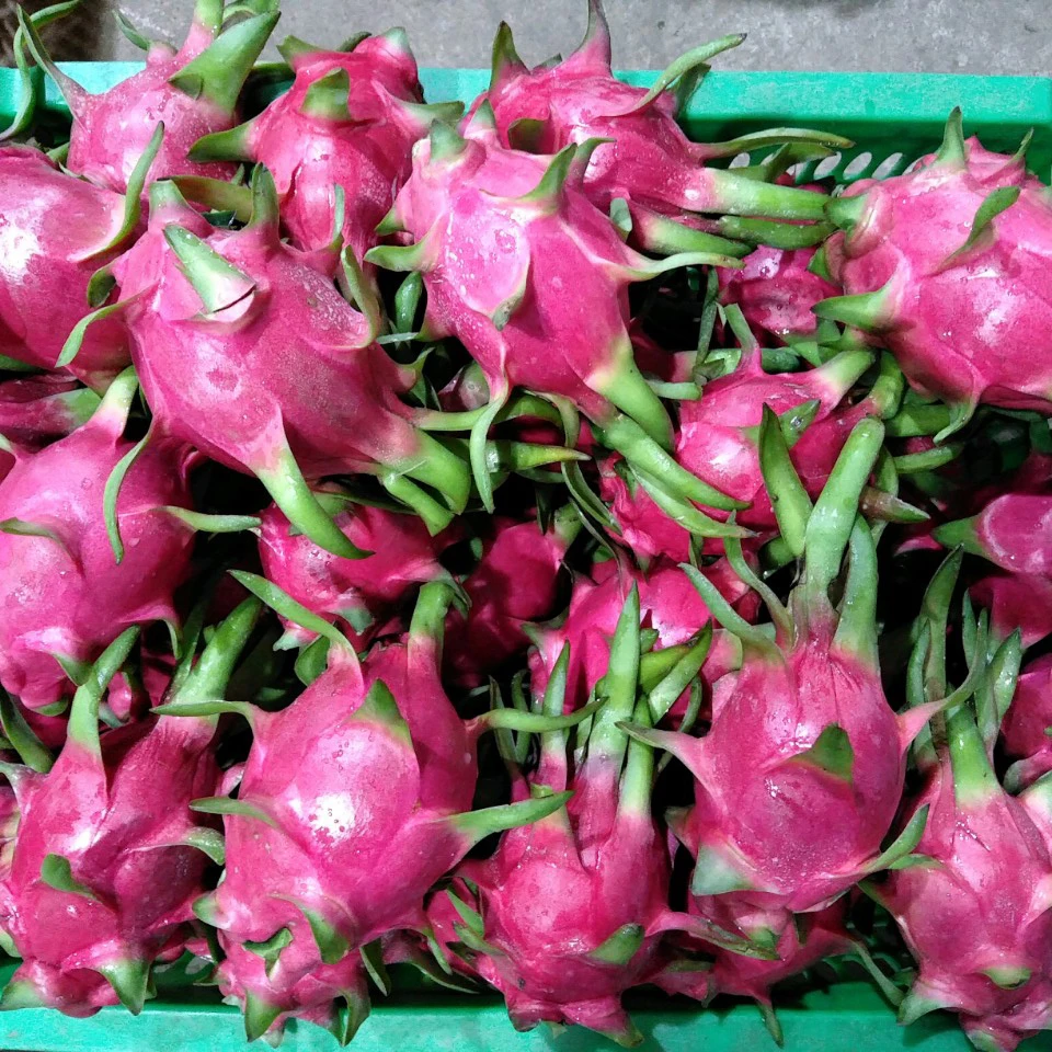 EXPORTING FRESH DRAGON FRUIT FROM VIETNAM _VIKAFOODS (WhatsApp/ Wechat: +84 983 028 718)
