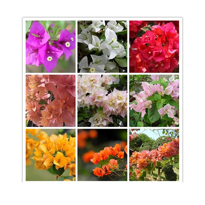 Натуральные растения бугенвиллеи из Таиланда