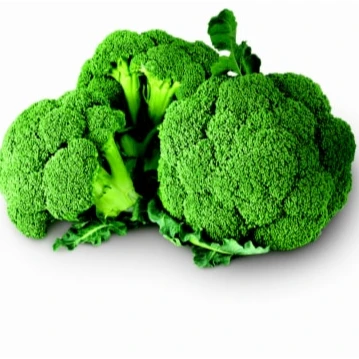 Quality Fresh Broccoli Now Available for Export