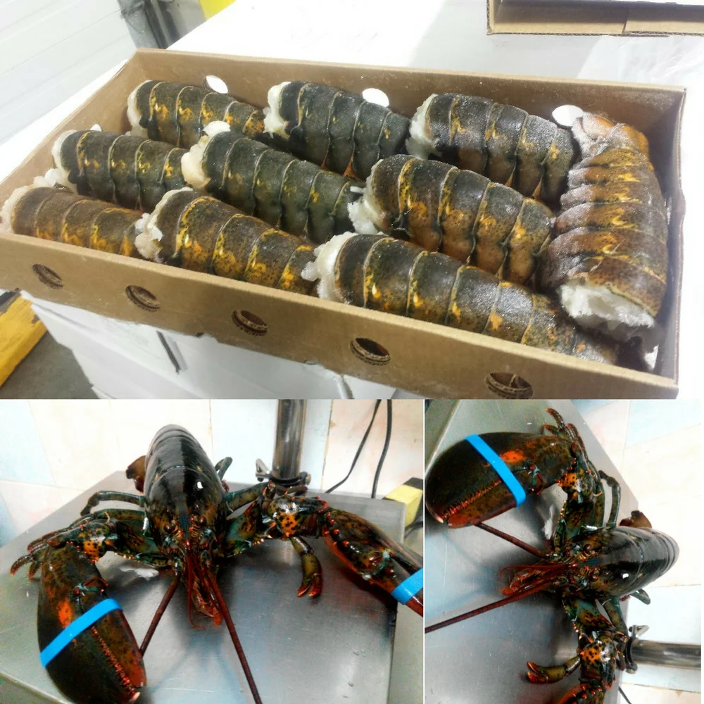 Тройниковый Лобстер Panulirus Argus/Австралийский Cygnus/Европейский Homarus