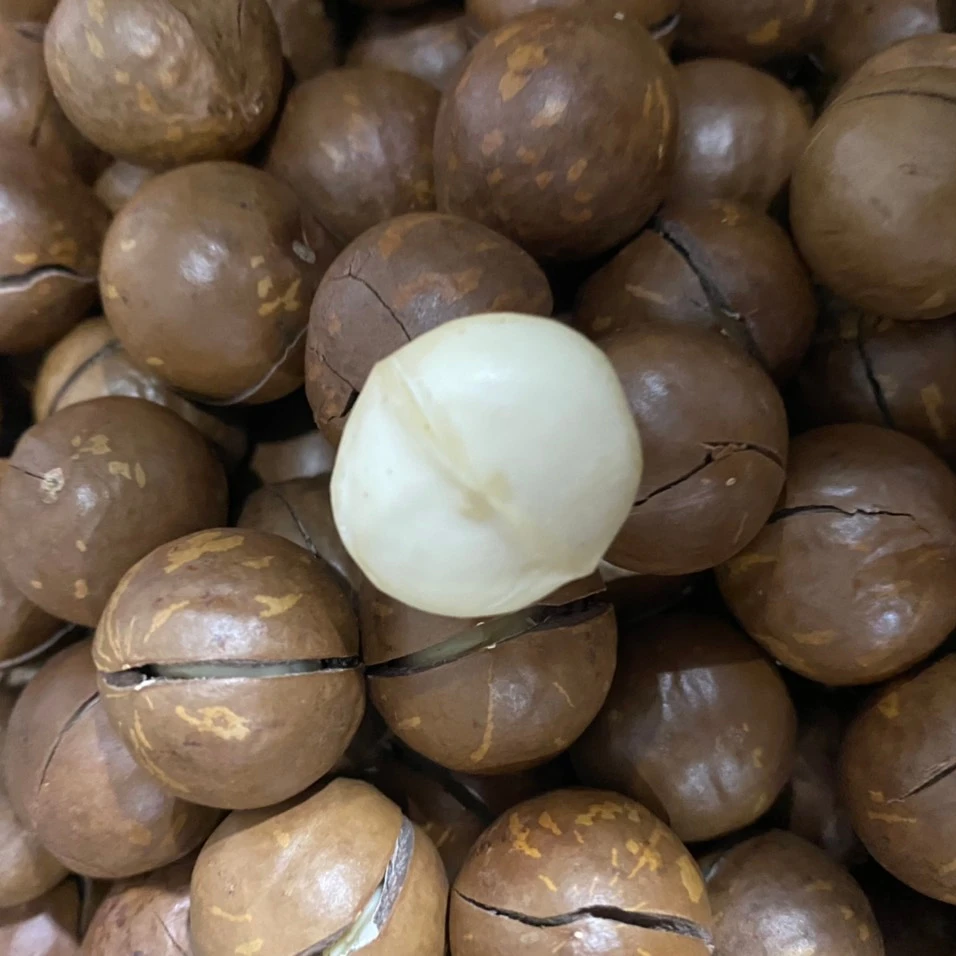 Wholesale high quality macca nuts organic macadamia nut dries with medium size Viet Nam manufacturing