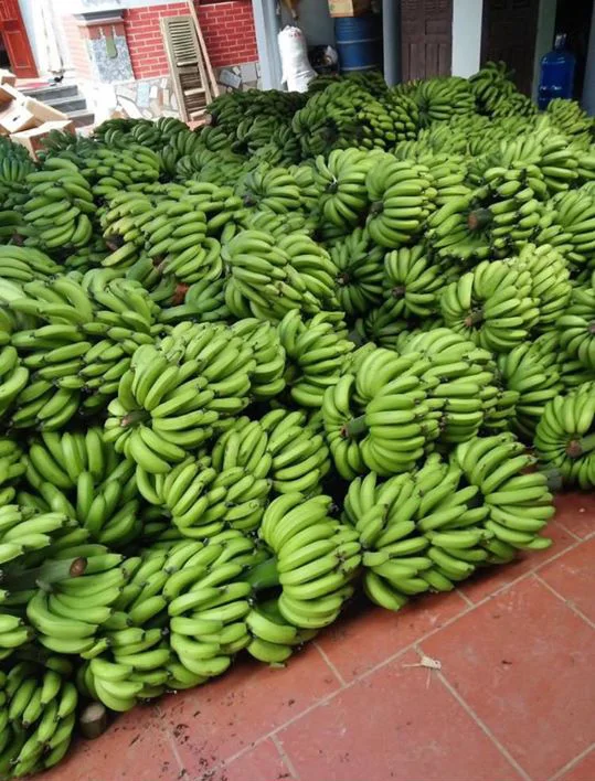 Fresh Cavendish Banana Wholesale Vietnam with Competitive Price