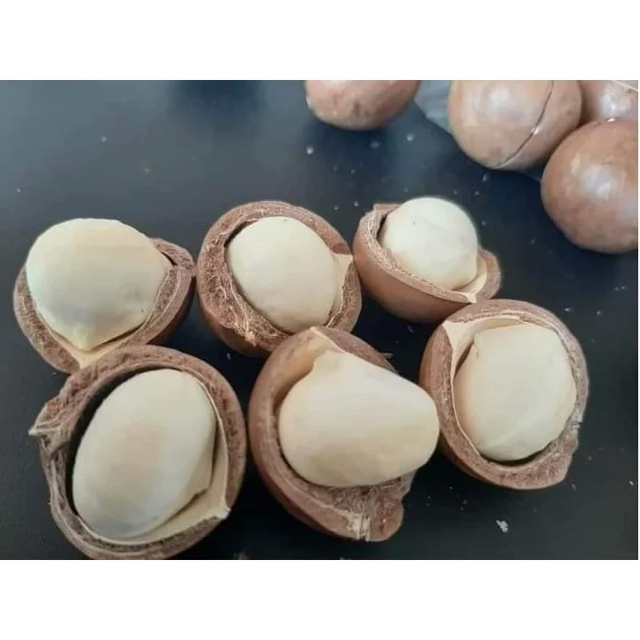 
Shell Cracked Roasted Organic Macadamia Nuts in Zipper Bag Packaging 