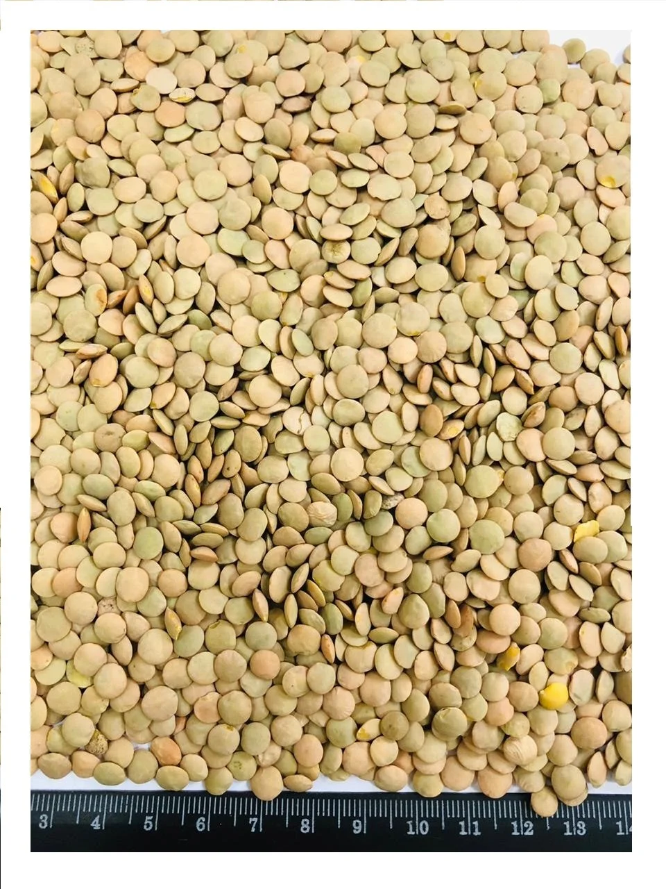 High quality Supply Organic Dried  Green Lentils