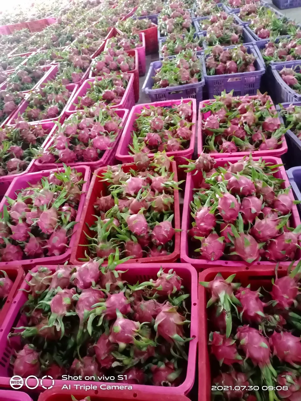 Вьетнамские свежие фрукты дракона по лучшей цене и высокого качества