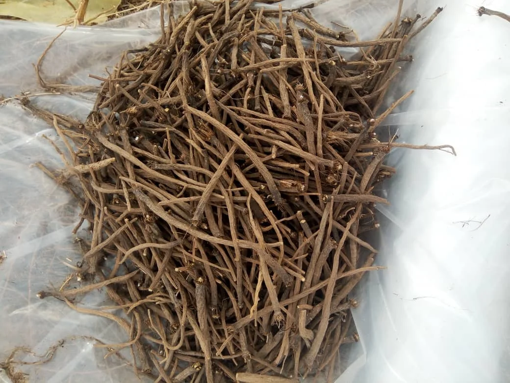 
Yellow Pellitory Roots JUNE 2020 CROP STRONG TASTE 