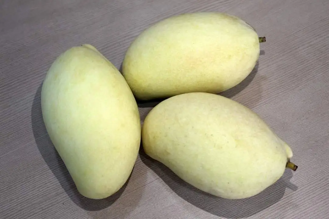 Best Choice The Exporter Fresh YELLOW KEO  Mango Have Carton Packaging Best Recommend From Vietnam