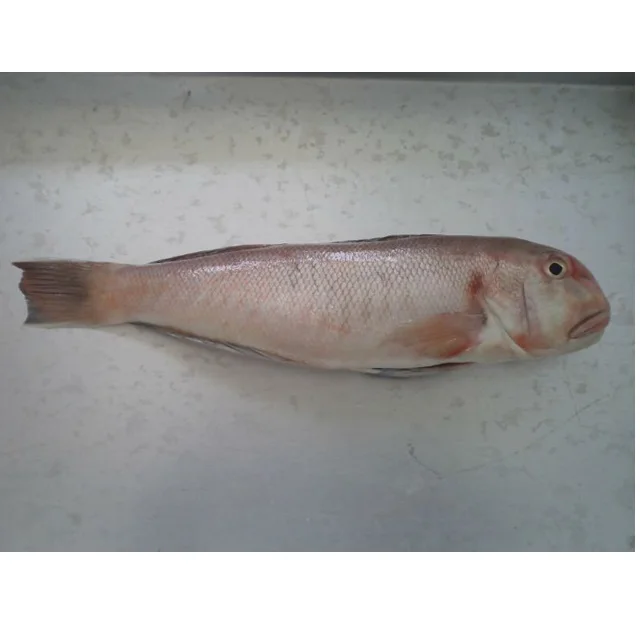 Best selling Delicious Seafood Frozen Nature Air-dried Body Part Dried Horsehead Fish For Sauce/Fry from Vietnam for Sale