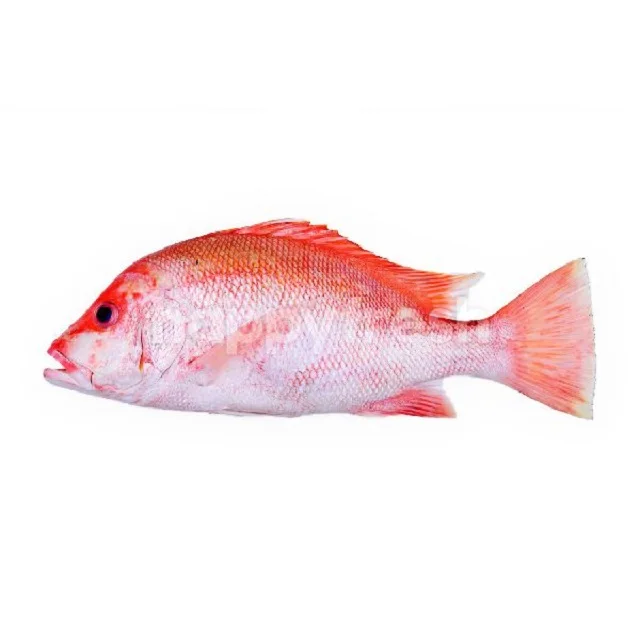 Best Quality Red Snapper Ikan Merah Fish Chilled Seafood
