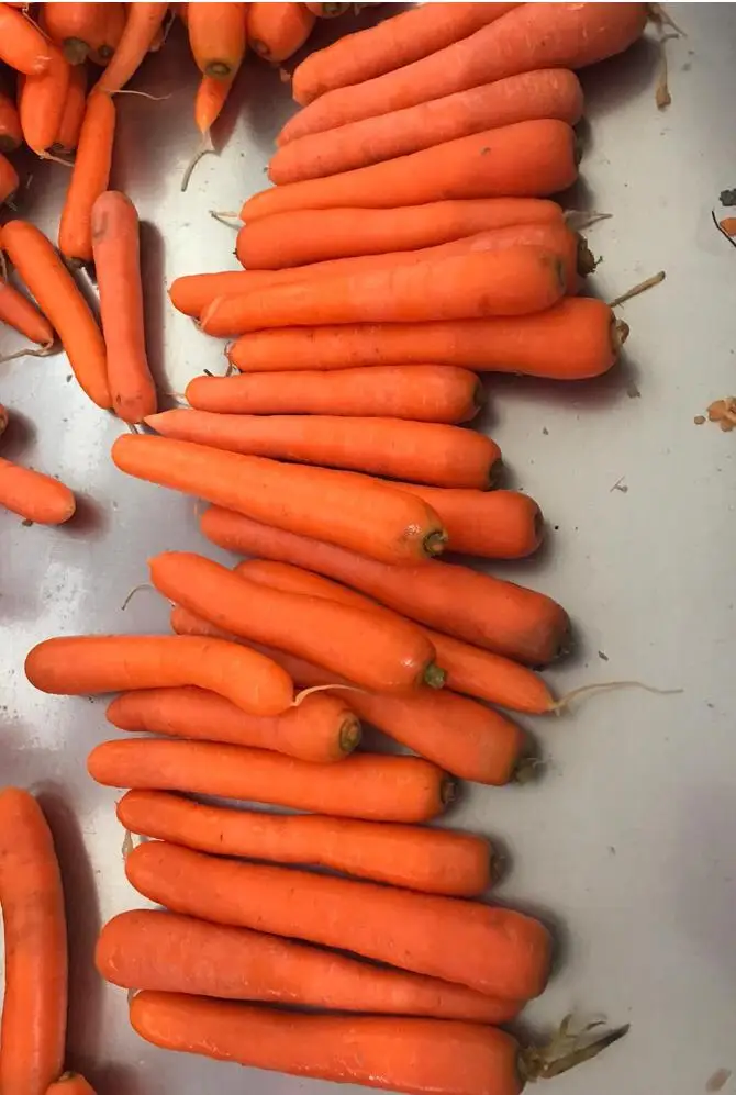 Premium Fresh Carrot Fast Shipping High Quality