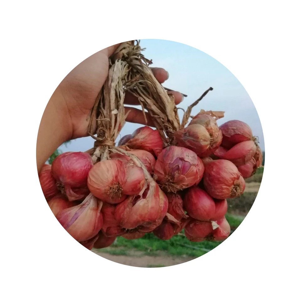 
Good Price Fresh Red Shallot Onion from Thailand 