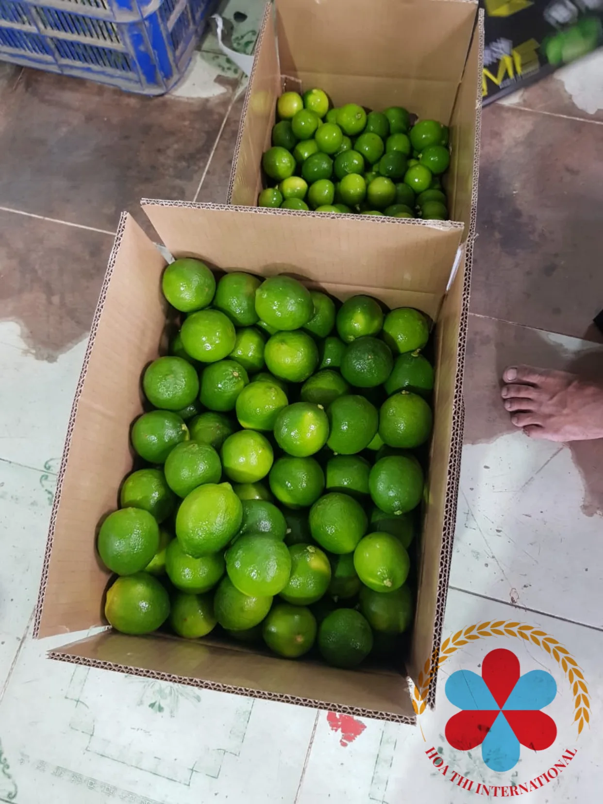 100% Maturity Natural Taste 5 cm Size 12 Months Shell Life 10kg Green skin Good Quality Fresh Lime Seedless