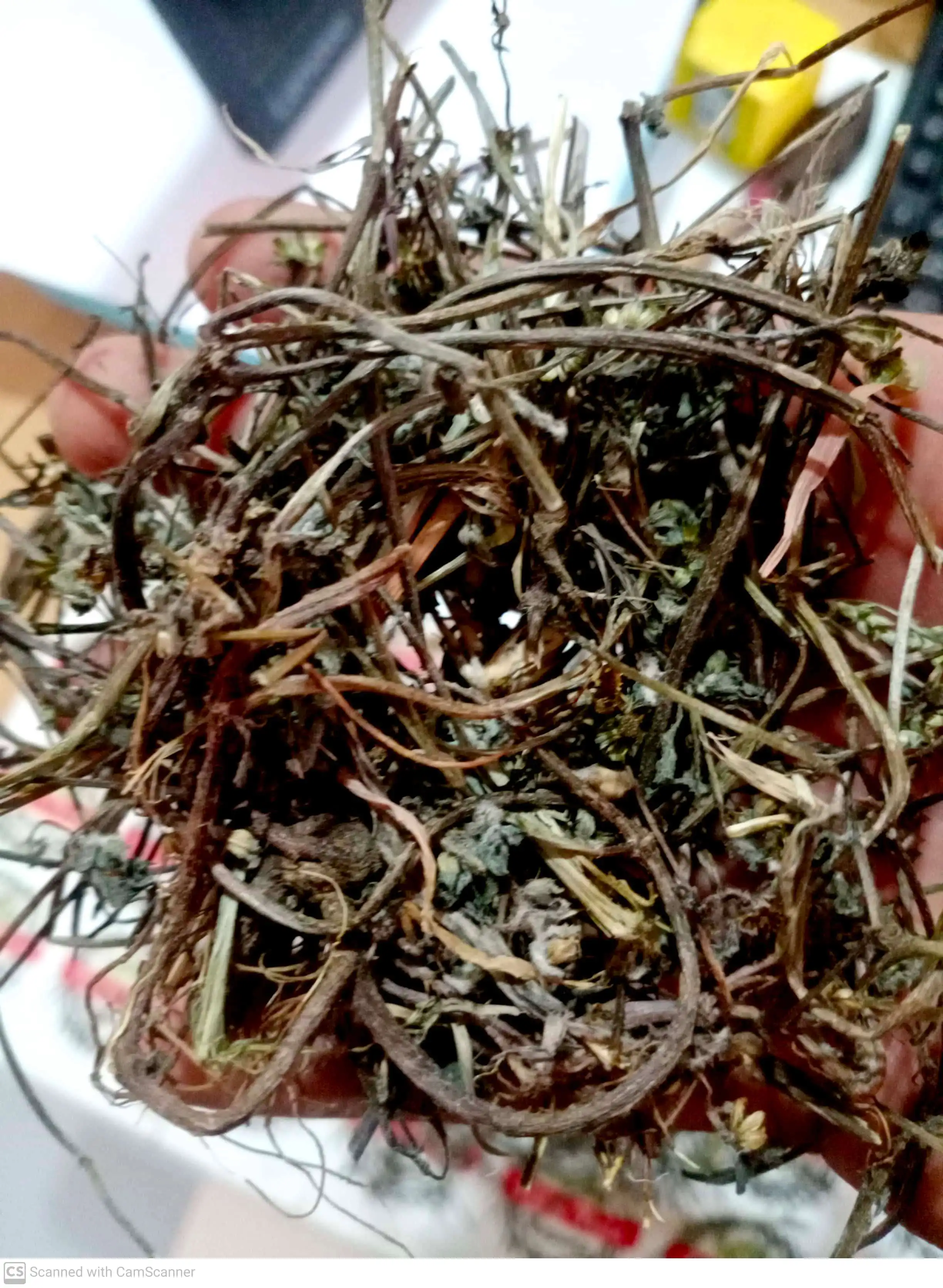 Bhringraj - Eclipta Prostrata - Oil  Prevents Hair Fall And Baldness Treats Dandruff And Dry Scalp