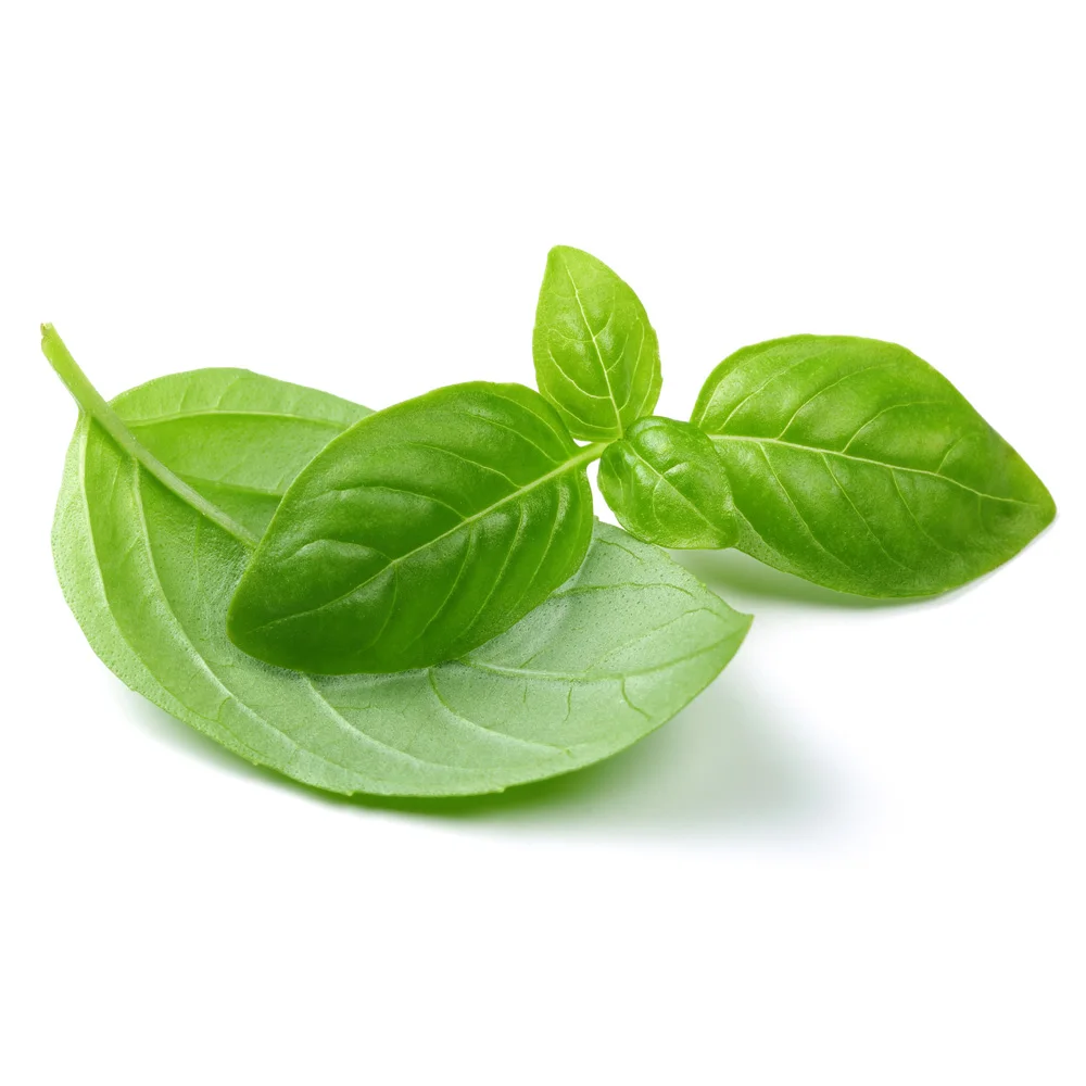 Premium quality basil creamy sauce green pesto alla genovese without Garlic 190g glass jar food pasta sauce