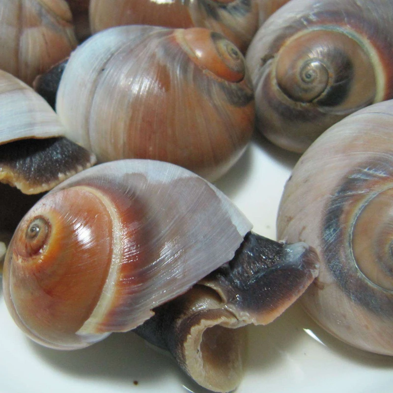 frozen better quality moon snail on sale