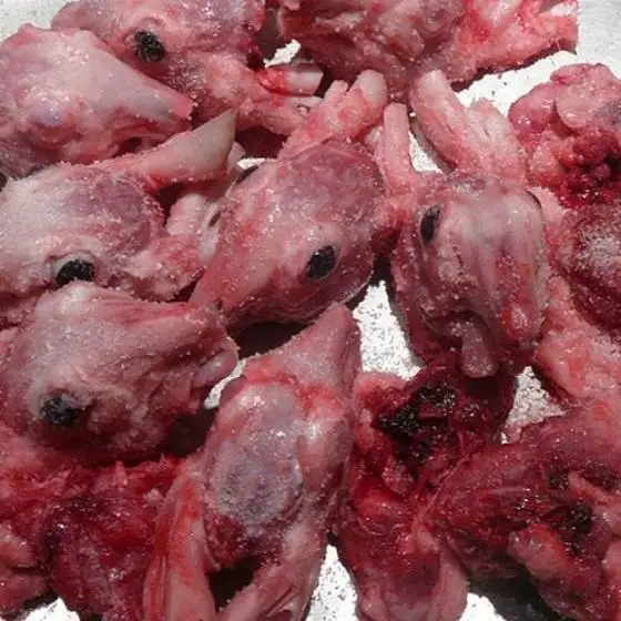 Frozen Whole Rabbit Meat And Frozen Skinned Rabbit Heads Hot Sales