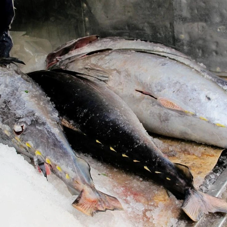 Frozen Tuna Fish Best price
