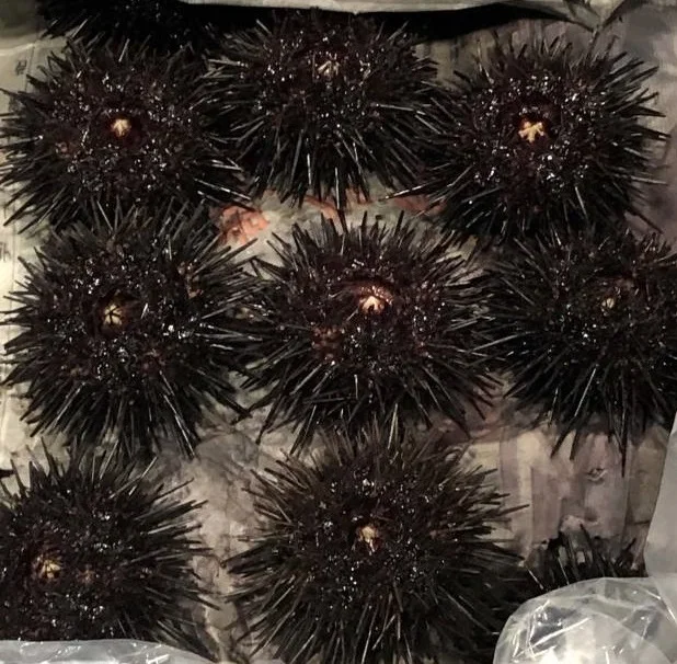frozen and fresh sea urchin for sale