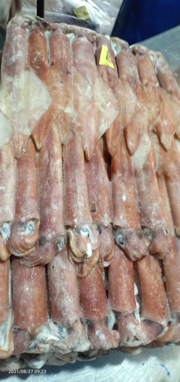 Высококачественный морской кальмар из Индонезии замороженный