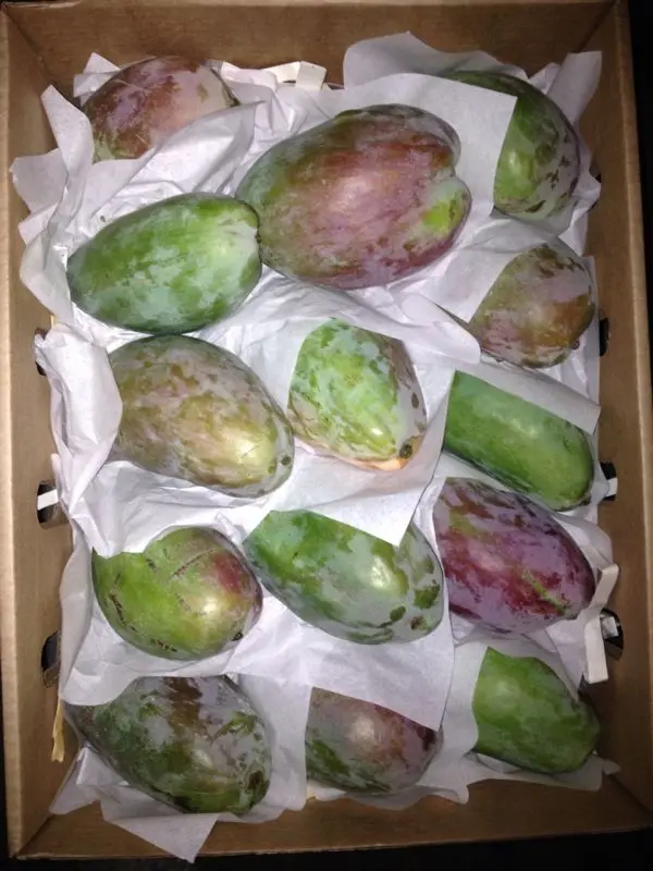 Egyptian Mango for Export 1