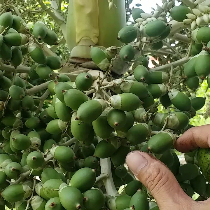 HOT SALE - YOUNG PALM NUT WITH HIGH QUALITY FROM VIETNAM ( Whatsapp: +84975262928, Helen)