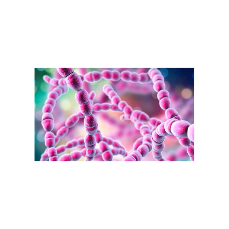 Streptococcus Thermophilus естественно компетентные напряжения Streptococcus Thermophilus-zealmax Biopharma